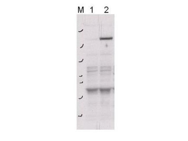 Phospho-Rock-2 (Tyr256) Antibody in Western Blot (WB)