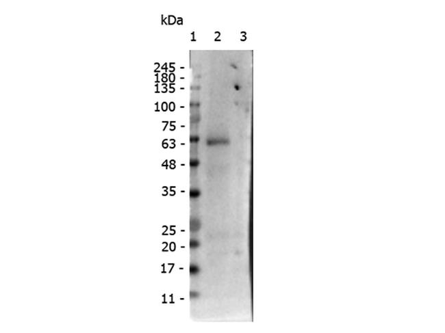 Phospho-Nuclear receptor ROR gamma (Ser203) Antibody in Western Blot (WB)