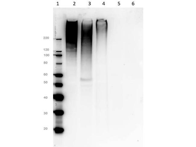 MUC4 Antibody in Western Blot (WB)