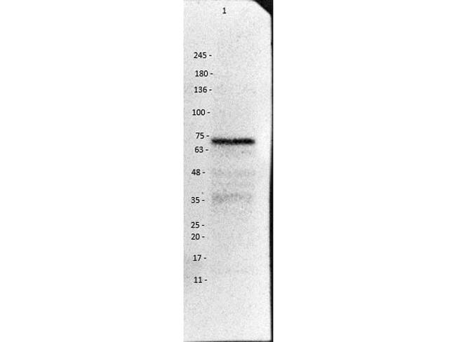 VAChT Antibody in Western Blot (WB)