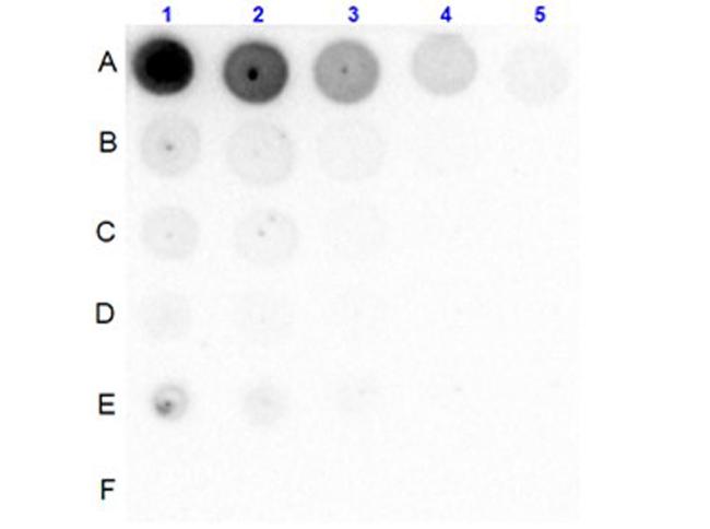 Phospho-PI 3 Kinase p85 alpha (Tyr607) Antibody in Dot Blot (DB)