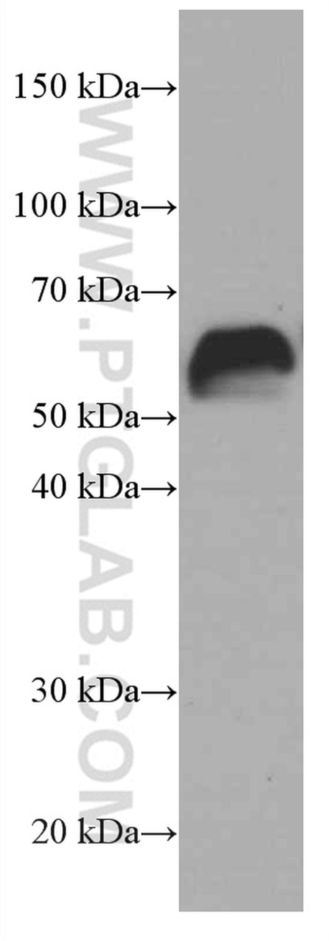Fibulin 5 Antibody in Western Blot (WB)