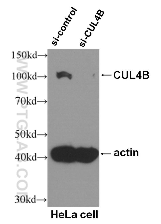 CUL4B Antibody in Western Blot (WB)