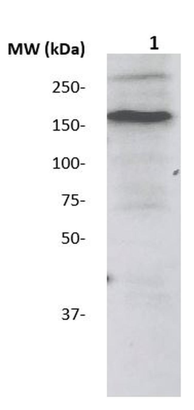 IRS-1 Antibody in Western Blot (WB)