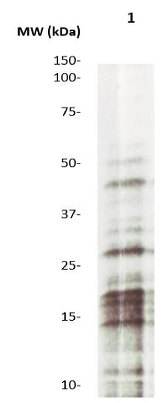 Mono-Methyl-Histone H3 (Lys9) Antibody in Western Blot (WB)