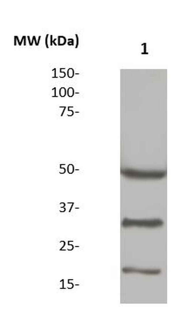 Di-Methyl-Histone H3 (Lys4) Antibody in Western Blot (WB)