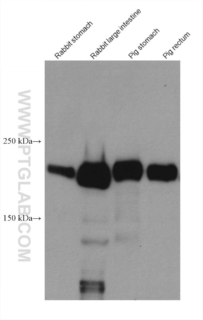 SMMHC Antibody in Western Blot (WB)