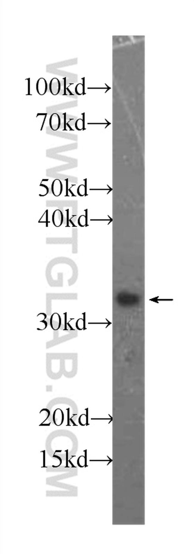 Annexin IV Antibody in Western Blot (WB)
