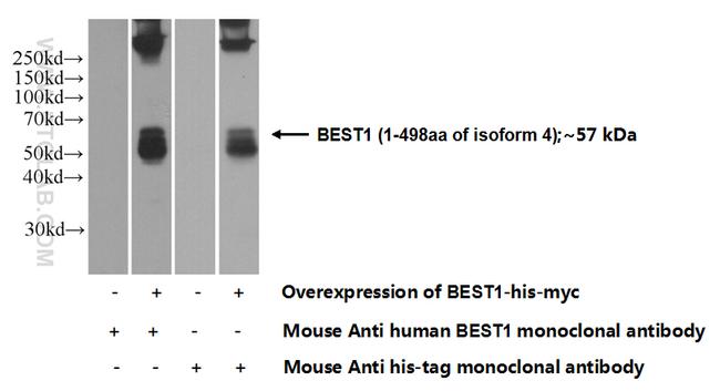 Bestrophin-1 Antibody in Western Blot (WB)