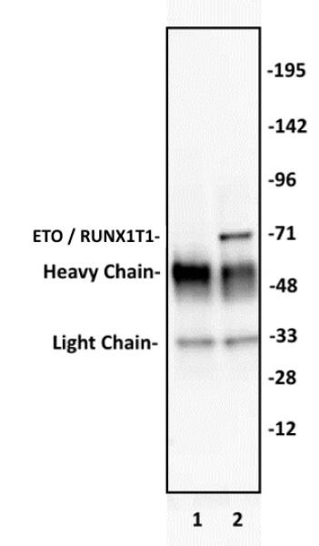ETO / RUNX1T1 Antibody in Immunoprecipitation (IP)