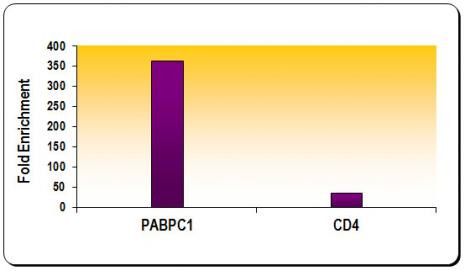 Histone H3K9ac Antibody in ChIP Assay (ChIP)