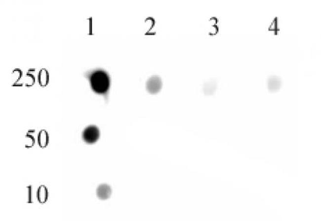 DNMT1 monomethyl (Lys142) Antibody in Dot Blot (DB)