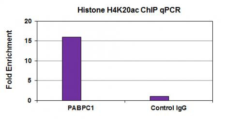 Histone H4K20ac Antibody in ChIP Assay (ChIP)