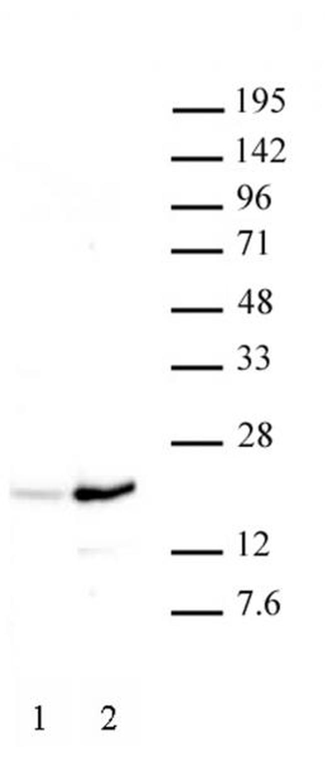 Histone H3K37ac Antibody in Western Blot (WB)