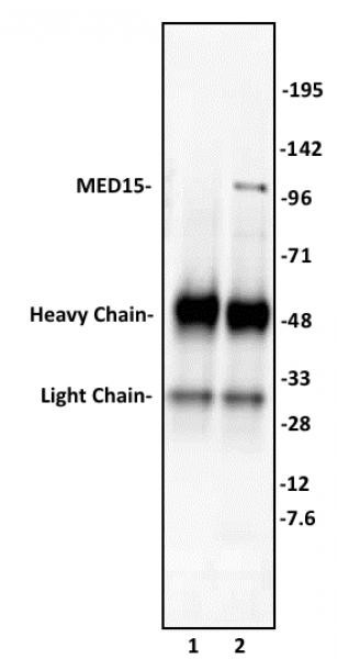 MED15 Antibody in Immunoprecipitation (IP)