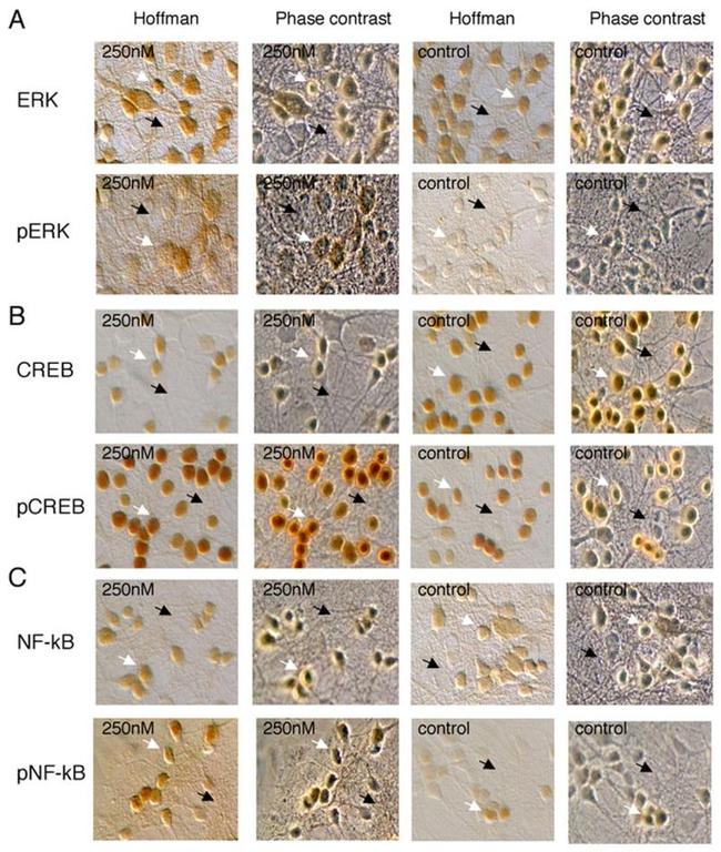 ERK1/ERK2 Antibody in Immunohistochemistry (IHC)