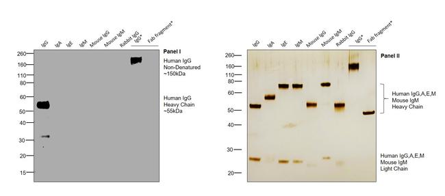 Human IgG (Gamma chain) Cross-Adsorbed Secondary Antibody in Western Blot (WB)
