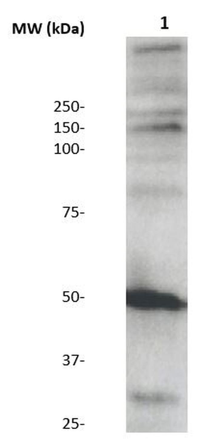 MEK5 (MAPKK5) Antibody in Western Blot (WB)
