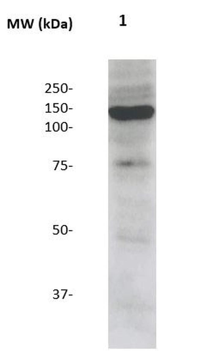 Neuropilin-1 Antibody in Western Blot (WB)