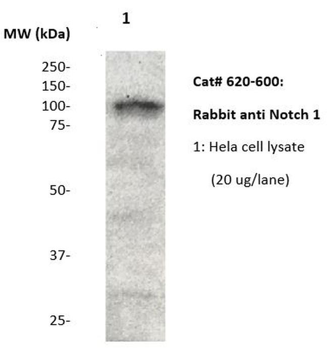Notch 1 Antibody in Western Blot (WB)