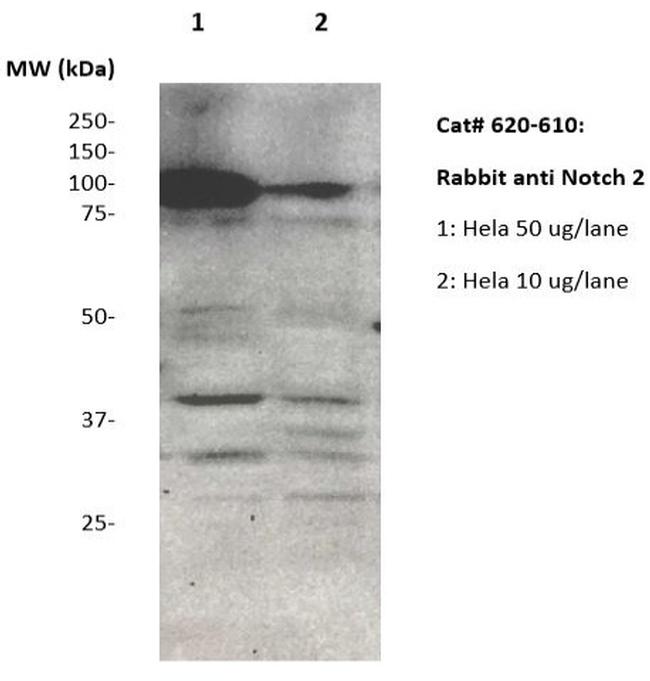 Notch 2 Antibody in Western Blot (WB)