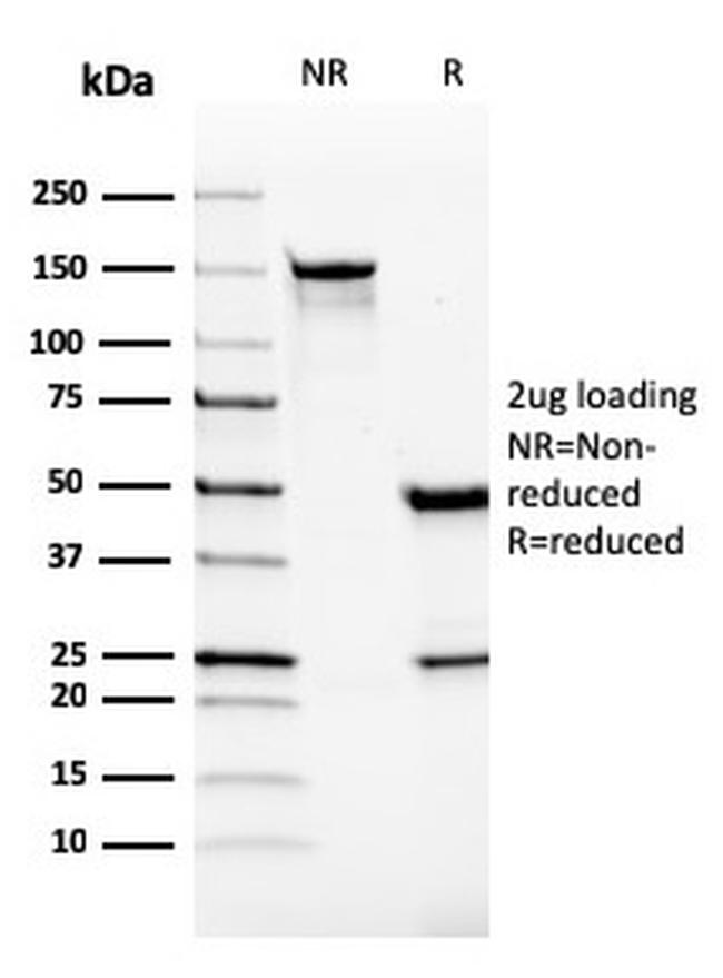 VISTA/GI24 (Negative Regulator of Immune Response) Antibody