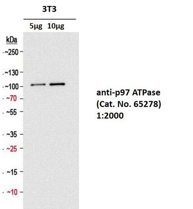 p97 ATPase Antibody in Western Blot (WB)