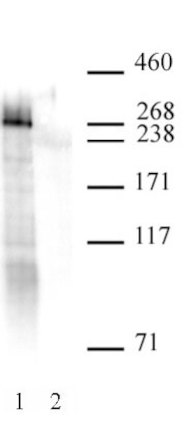RNA pol II CTD monomethyl (Lys7) Antibody in Immunoprecipitation (IP)