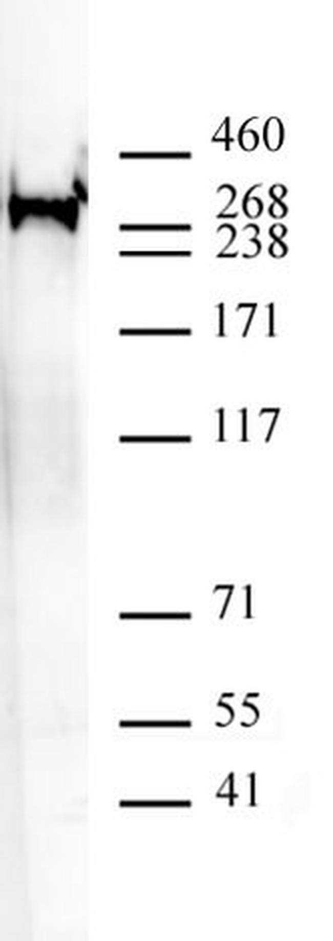 RNA pol II CTD monomethyl (Lys7) Antibody in Western Blot (WB)