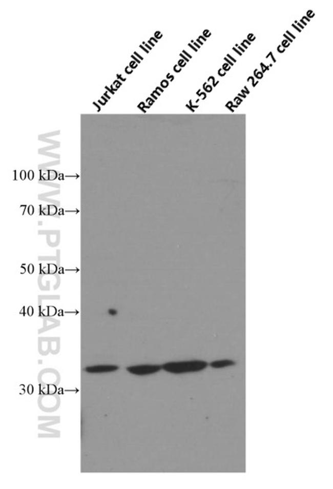 Bcl-XL Antibody in Western Blot (WB)