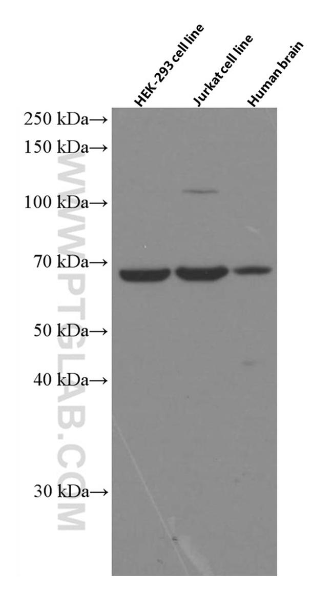 Melanophilin Antibody in Western Blot (WB)