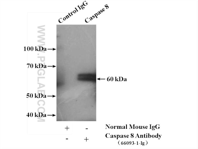 Caspase 8 Antibody in Immunoprecipitation (IP)