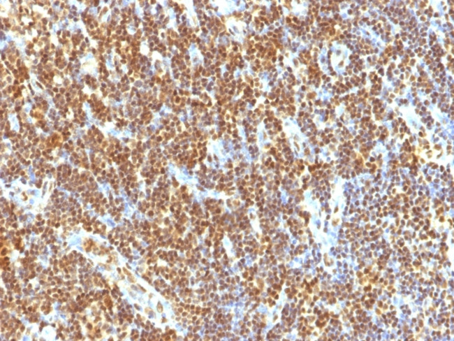 SUMO-2 Antibody in Immunohistochemistry (Paraffin) (IHC (P))