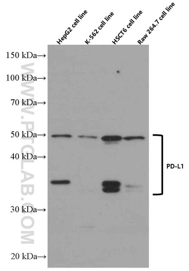 PD-L1/CD274 Antibody in Western Blot (WB)