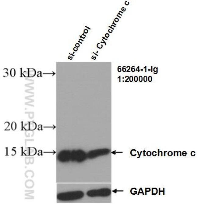 Cytochrome c Antibody in Western Blot (WB)