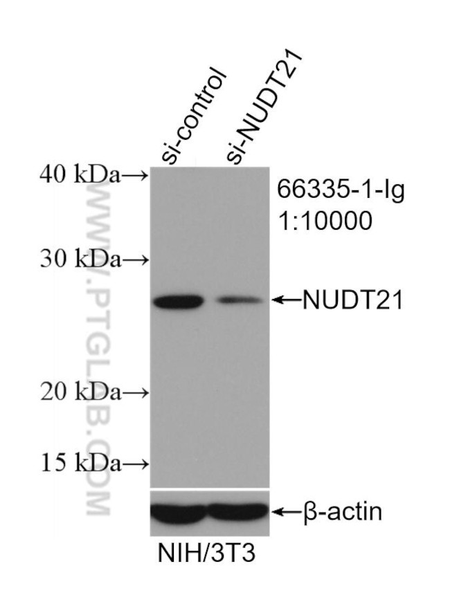 NUDT21 Antibody in Western Blot (WB)