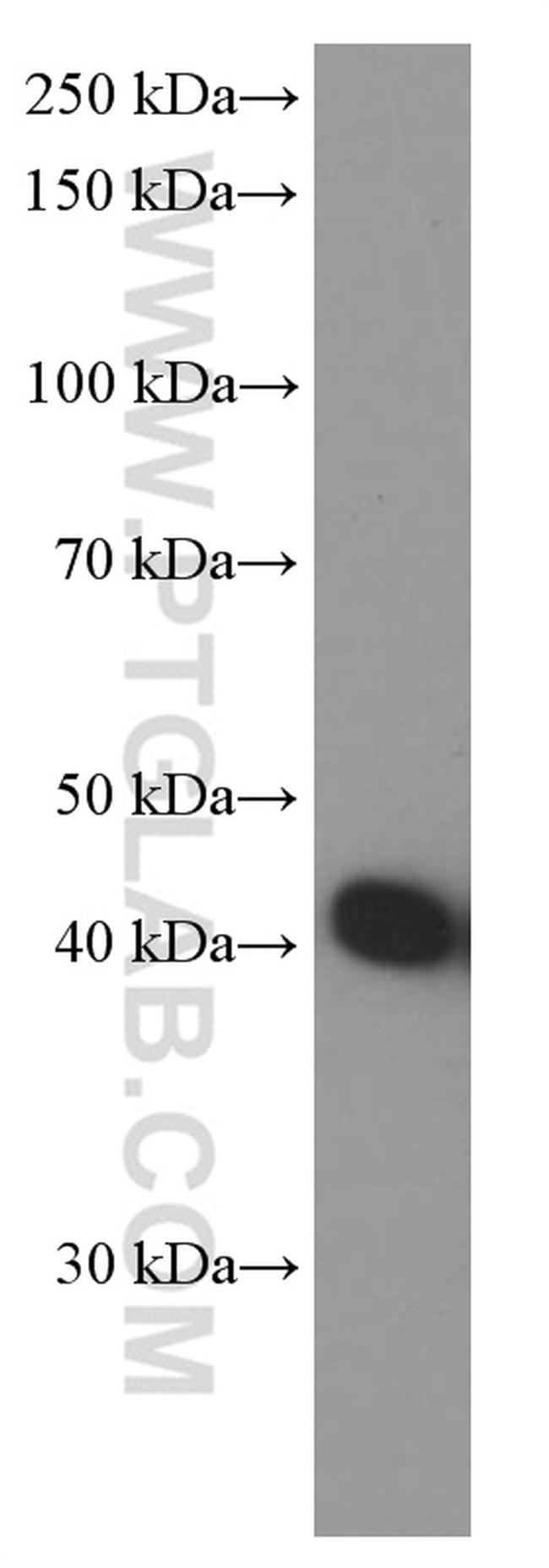 ASNA1 Antibody in Western Blot (WB)