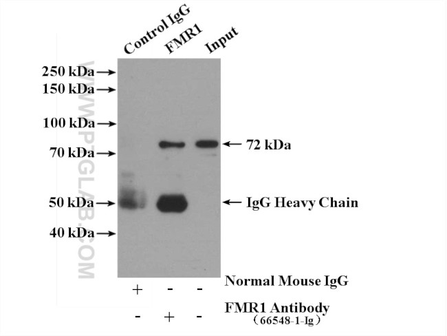 FMR1 Antibody in Immunoprecipitation (IP)