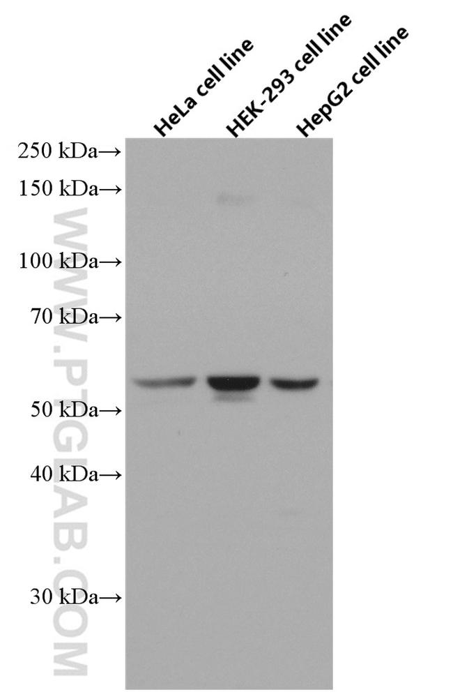 SMAD1 Antibody in Western Blot (WB)