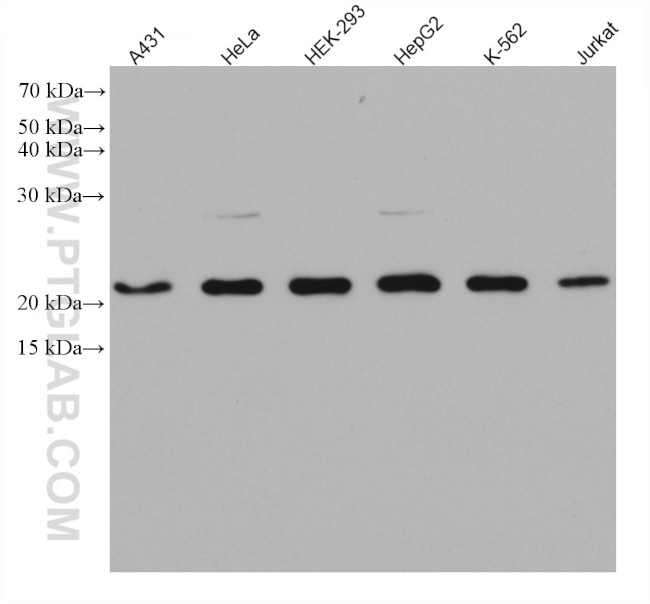 TOMM22 Antibody in Western Blot (WB)
