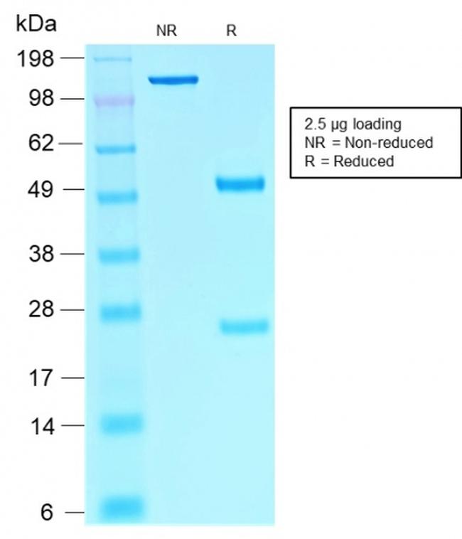 SOX10 Antibody in SDS-PAGE (SDS-PAGE)