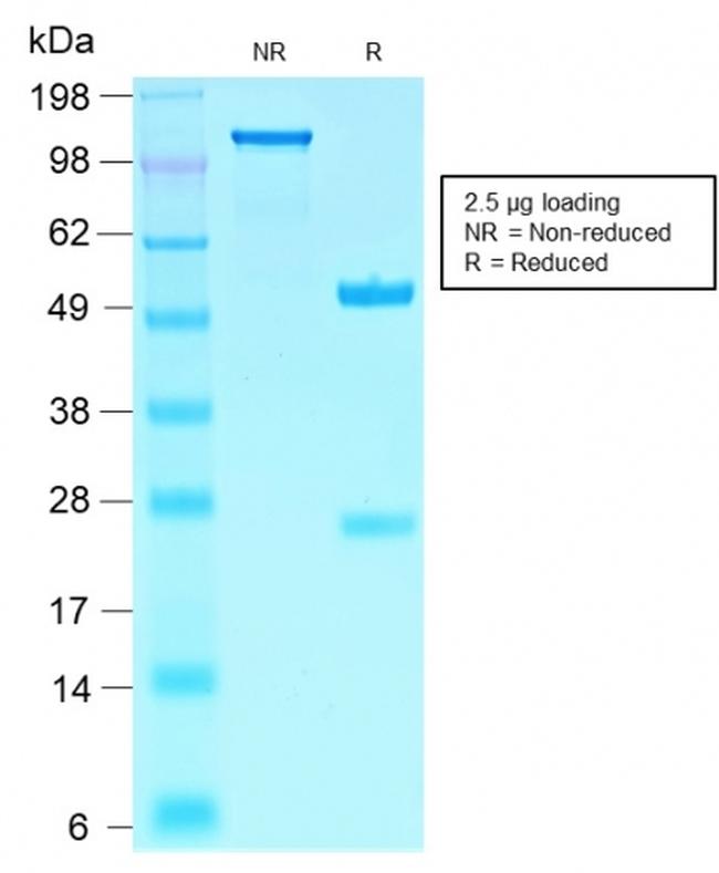 SOX10 Antibody in SDS-PAGE (SDS-PAGE)