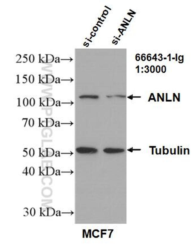 ANLN Antibody in Western Blot (WB)