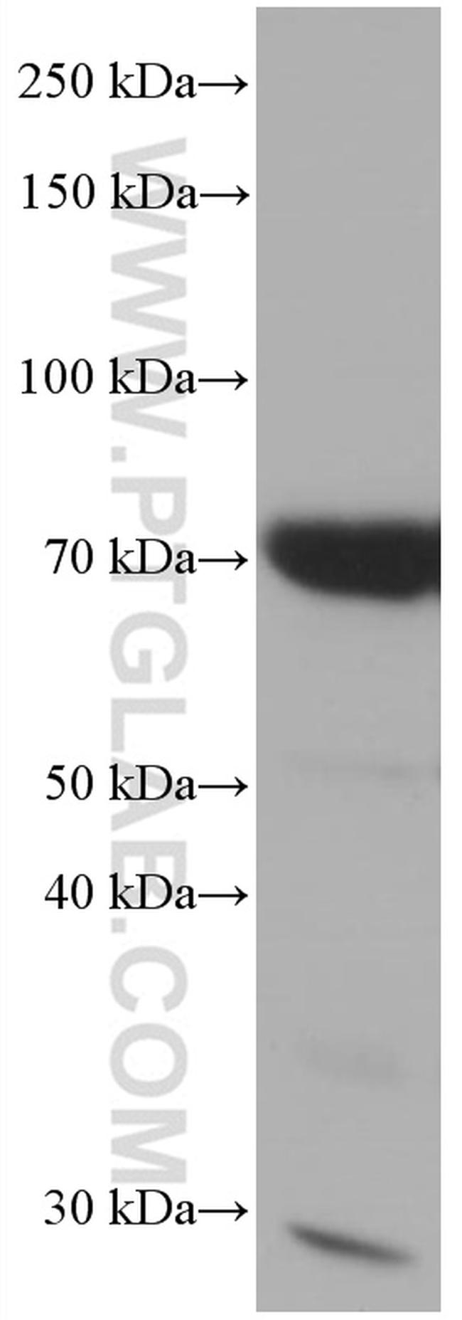 CALD1 Antibody in Western Blot (WB)