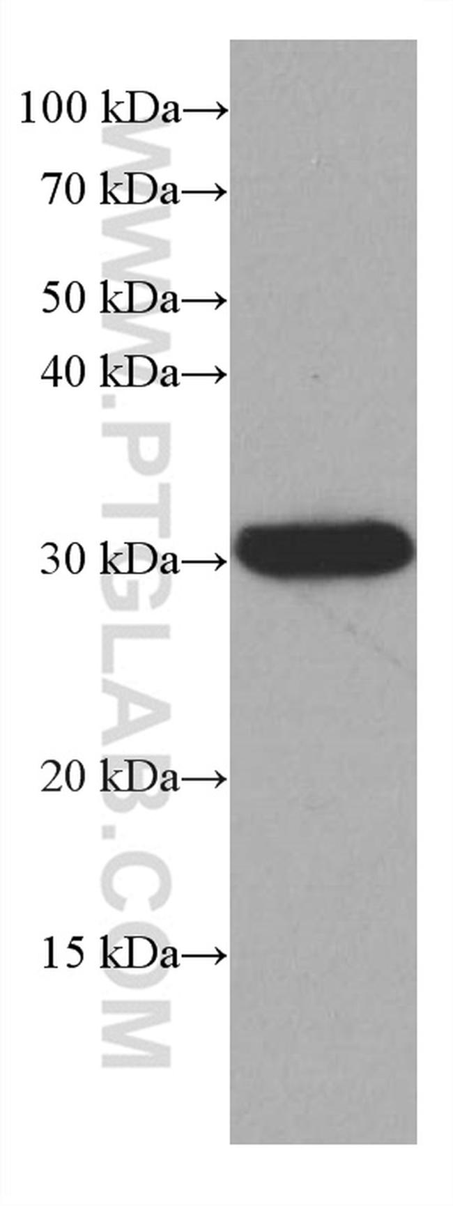 LXN Antibody in Western Blot (WB)