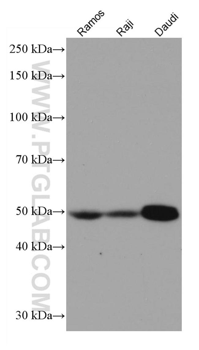 IRF8 Antibody in Western Blot (WB)