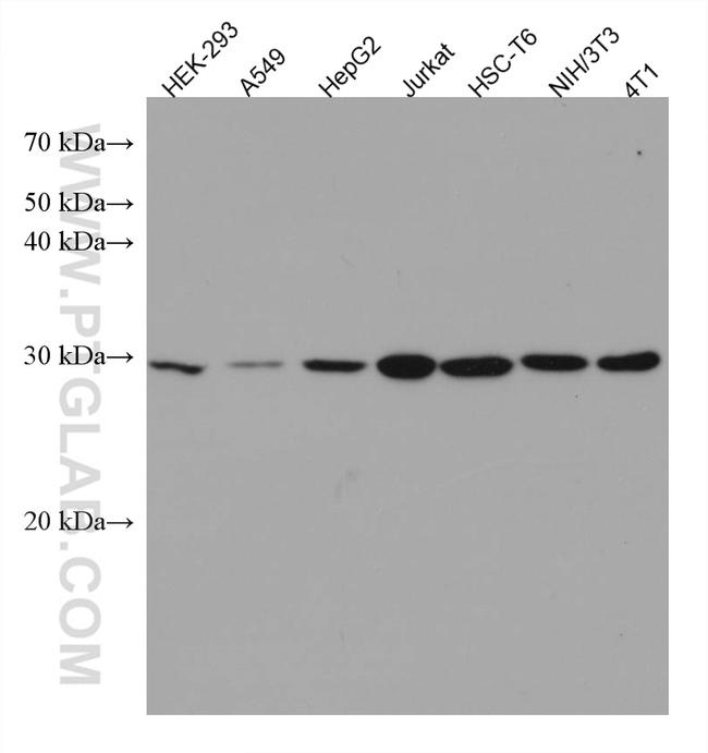 PSMD9 Antibody in Western Blot (WB)