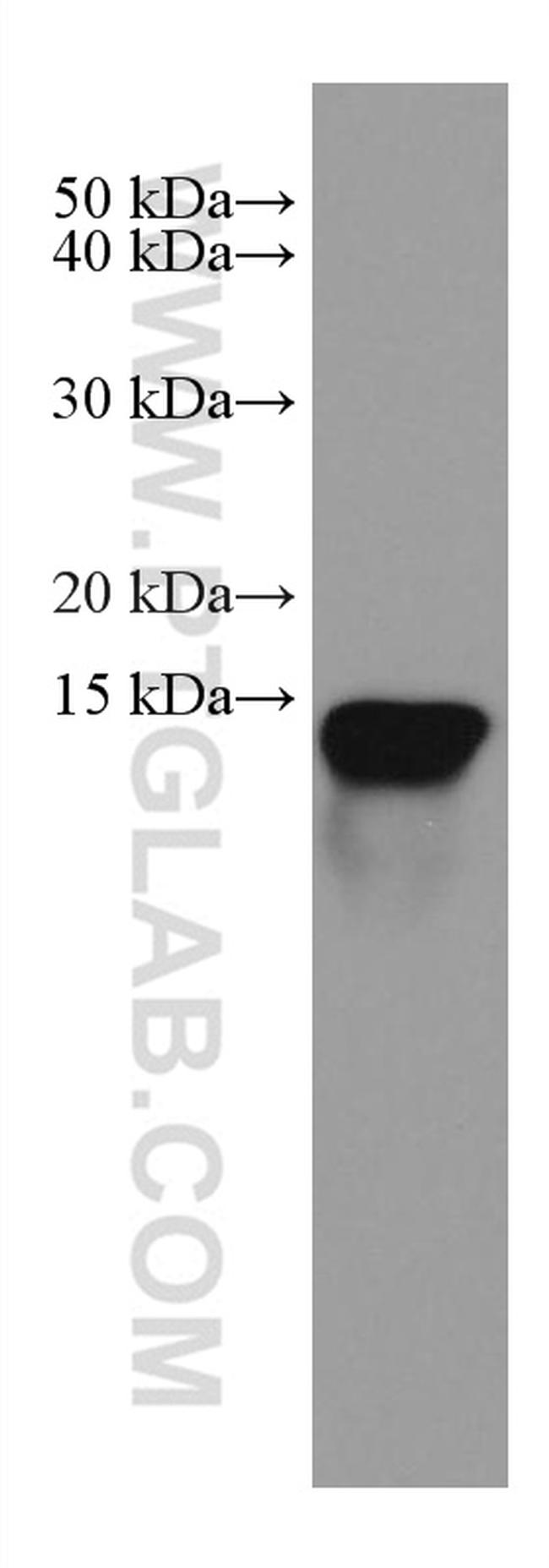 Galectin 10 Antibody in Western Blot (WB)