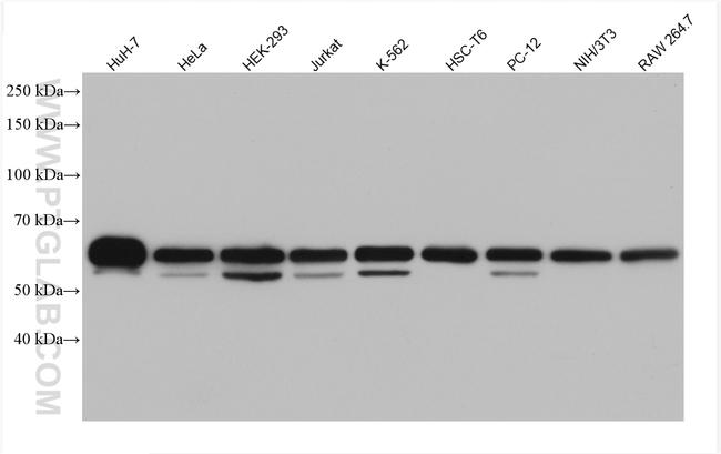 HNRNPK Antibody in Western Blot (WB)