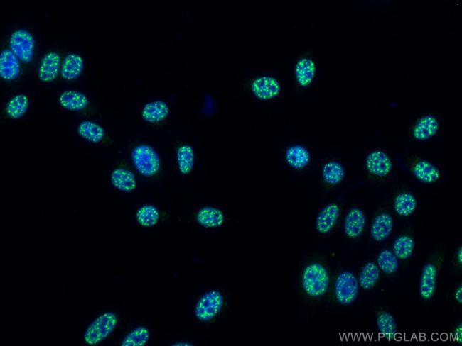 Phospho-mTOR (Ser2448) Antibody in Immunocytochemistry (ICC/IF)